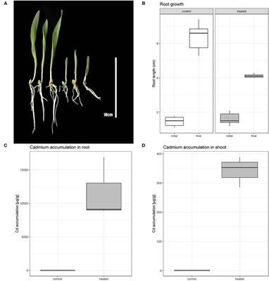 Transcriptome Response to Cadmium Exposure in Barley (Hordeum vulgare L.)